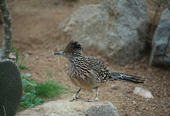 North America, USA, Arizona, Sonoran Desert. A Roadrunner (Geococcyx californianus) with nesting material in its beak