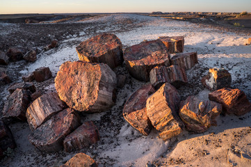 Petrified wood, Crystal Forest area, Petrified Forest National Park, Arizona (the white is not snow, but a mineral deposit)