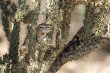 USA, Arizona, Buckeye. Harris's antelope squirrel in a pencil cholla cactus. (Ammospermophilus harrisii).