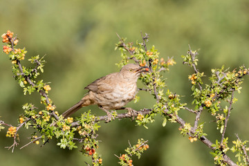 USA, Arizona, Amado. Curve-billed thrasher eating skunkbush berry.