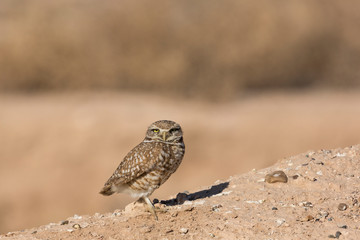 Arizona. A burrowing owl, Athene cunicularia hypugaea, stands atop the berm near its burrow in the...
