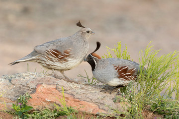 USA, Arizona, Amado. Pair of Gambel's quail perched on rock.