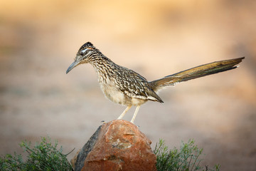 USA, Arizona, Santa Rita Mountains. A greater roadrunner on rock.