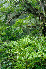 Fototapeta premium Central America, Costa Rica, Sarapiqui, Braulio Carrillo National Park. Rainforest views from the Rain Forest Lodge canopy tram.