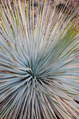 USA, Arizona, Grand Canyon National Park. Close-up of Whipple's yucca plant. 