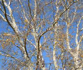 Background of the branches of a silver poplar. Autumn tree.