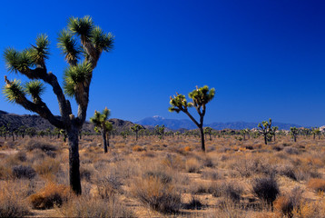California: Joshua Tree Monument, Queen Valley, Joshua trees ('Yucca brevifolia').