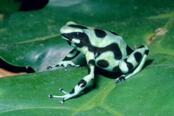 Poison Dart Frog, (Dendrobates auratus) Cahuita National Park, Costa Rica.