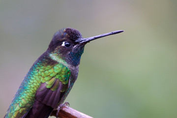Fototapeta na wymiar Costa Rica, Central America. Magnificent Hummingbird male.