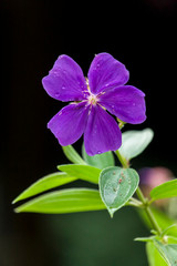 Tortuguero, Costa Rica. Princess flower, glorybush, pleroma, lasiandra, or purple glory tree (Tibouchina urvilleana).