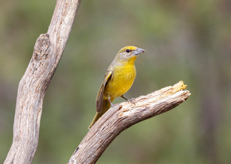 USA, Arizona, Santa Rita Mountains. Female hepatic tanager bird on tree branch.