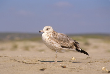 California, Surf, Ocean Park, Laughing gull (first winter, Larus atricilla) on beach.