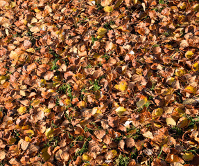 Textural background from fallen leaves of a poplar. An autumn ca