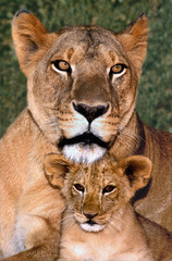 USA, California, Los Angeles County. Portrait of African lioness mother and cub at the Wildlife Waystation rescue facility. (captive) 