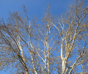 View from the bottom up in a forest of silver poplars. Backgroun