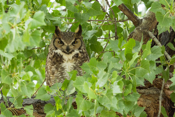 Arizona. A great horned owl, Bubo Virginianus, perches in a leafy cottonwood tree outside of Tucson.