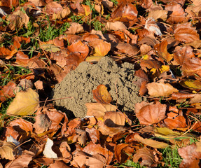 mound of earth from the burrow of a mole. A trace of a mole on t