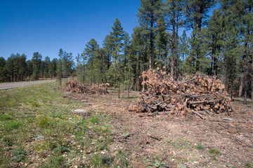 North America - USA - Arizona - Clearing of dead trees along Route 89 north of Grand Canyon.