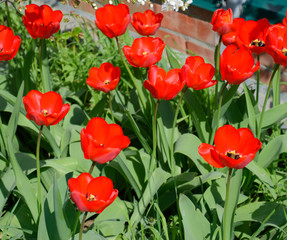 Fototapeta premium Red tulips bloom in the flowerbed. Flowering of tulips.