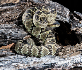 Arizona, Madera Canyon. Black-tailed rattlesnake coiled.