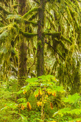 USA, Alaska, Tongass National Forest. Moss-covered tree in Anan Creek. Credit as: Cathy & Gordon Illg / Jaynes Gallery / DanitaDelimont.com