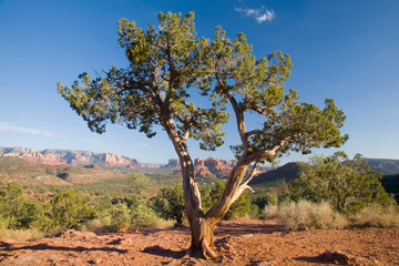 Fototapeta premium AZ, Arizona, Sedona, Red Rock Country, Old Juniper tree, Cathedral Rock in the background