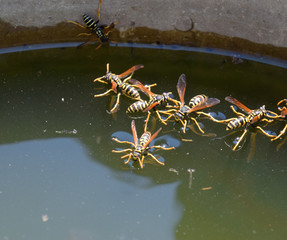 Fototapeta premium Wasps Polistes drink water. Wasps drink water from the pan, swim