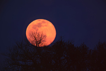 Fototapeta na wymiar North America, USA, Arizona. A tree silhouetted against the full moon