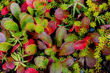 USA, Alaska. Close-up of alpine bearberry and crowberry plants. Credit as: Don Paulson / Jaynes Gallery / DanitaDelimont.com
