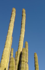 USA, Arizona, Organ Pipe Cactus National Monument. Organ Pipe Cactus (Stenocereus thuberi) in front...