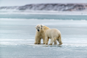 Polar Bears near Kaktovic, Alaska