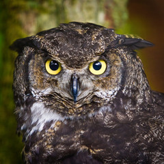 Obraz premium Alaska Raptor Center, Sitka, Alaska. Close-up of a Great Horned Owl.