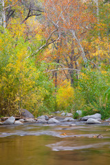 AZ, Arizona, Oak Creek Canyon, Oak Creek and trees with fall color