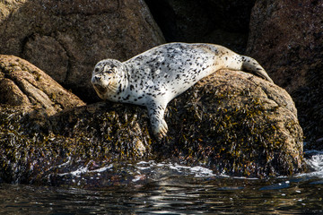 Harbor seal (Phoca vitulina), Resurrection Bay, Kenai Fjords National Park, Alaska, USA. © Michael DeFreitas/Danita Delimont
