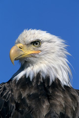 Bald Eagle, (Haliaeetus leucocephalus), wild, Unalaska Island, Aleutians, Alaska.