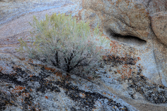 Rabbit Bush surviving in crack in granite, Alabama Hills, California.