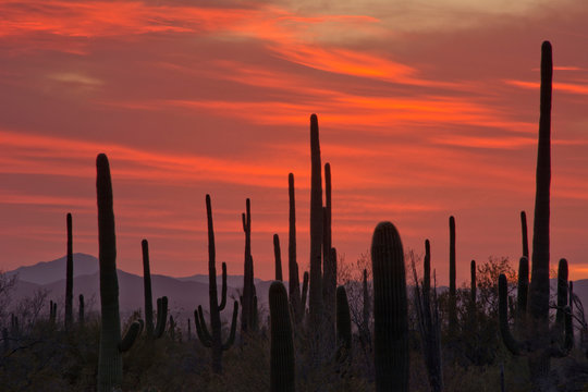 Sunset, Saguaro, Saguaro National Park, Arizona, USA © Michel Hersen/Danita Delimont
