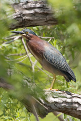 USA - California - San Diego County - Green Heron