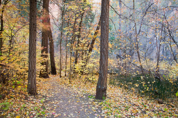 AZ, Arizona, Oak Creek Canyon, Coconino National Forest, West Fork of Oak Creek in Fall