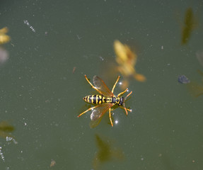 Wasps Polistes drink water. Wasps drink water from the pan, swim