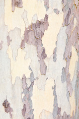 Arizona Sycamore Trunk Detail, Sedona, AZ, USA