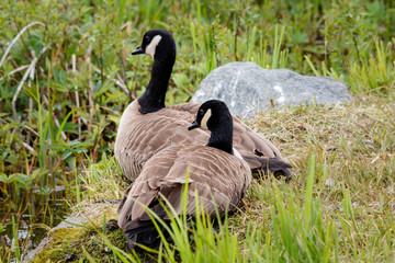 USA, Alaska. A pair of Canada geese rest on the edge of the marsh near Anchorage.