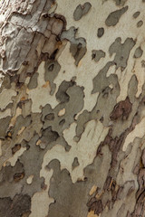 Sedona Arizona. Patterns in the bark of a Sycamore