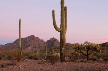 USA, Arizona, Organ Pipe Cactus National Monument. Saguaro Cactus (Carnegiea gigantean) at dusk