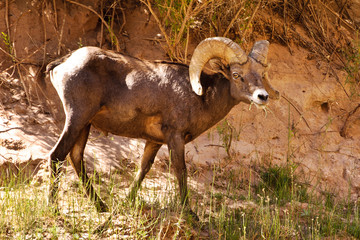 Grand Canyon National Park, Arizona. Big Horn sheep, male (Ovis canadensis).