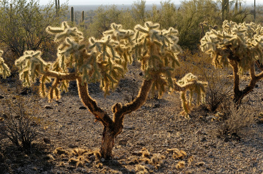 USA, Arizona, Organ Pipe Cactus National Monument. Chain Fruit Cholla (Opuntia fulgida)