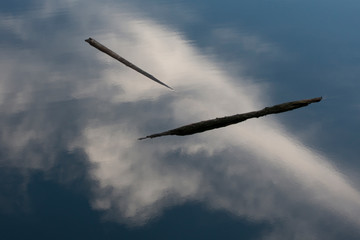 Usa, California. Clouds reflected in the Russian River with floating logs, Sonoma Coast, California, Usa.