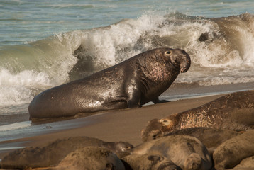 USA, California, San Simeon, elephant seals, (Mirounga Lionina) on Pacific Ocean beach near Piedras Blancas lighthouse