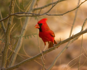 Northern Cardinal, Perched, Saguaro National Park, Arizona, USA