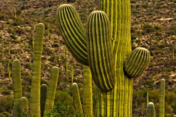 close up, Saguaro, Saguaro National Park, Rincon District, Arizona, USA